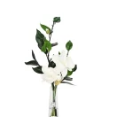 SummerMagnolias-white_1280x
