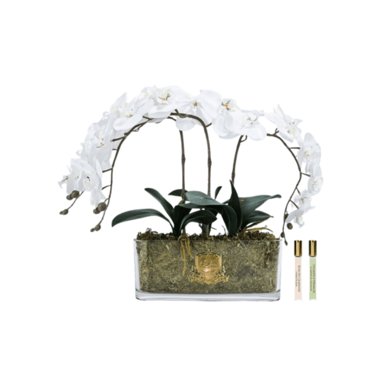 Flor Perfumada - Oval Orchids